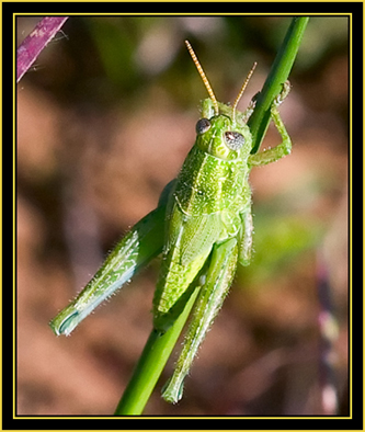 Grasshopper on Stem - Wichita Mountains Wildlife Refuge