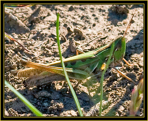 Grasshopper - Wichita Mountains Wildlife Refuge