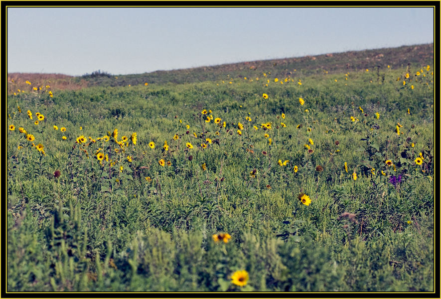 Wildflowers, Wide field view with a macro lens - Wichita Mountains Wildlife Refuge