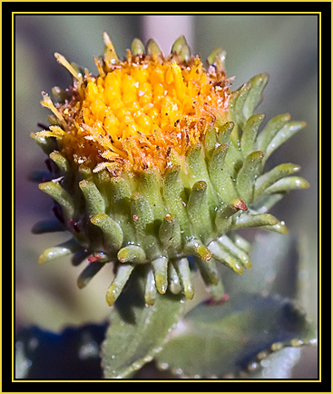 Plant Head - Wichita Mountains Wildlife Refuge