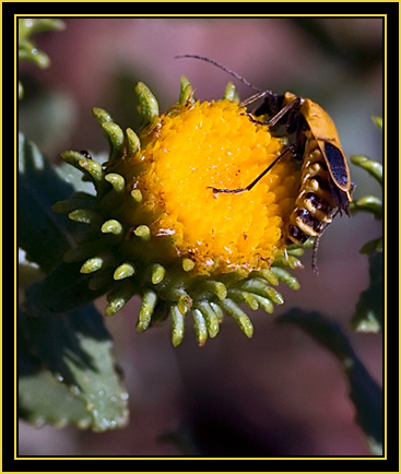 Goldenrod Leatherwing (Chauliognathus pennsylvanicus) - Wichita Mountains Wildlife Refuge