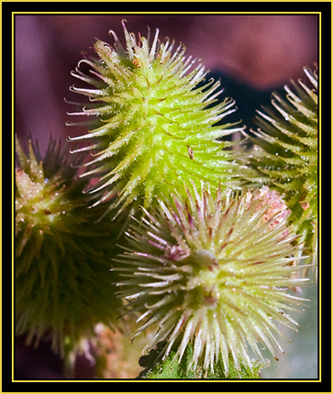 Plant Head - Wichita Mountains Wildlife Refuge