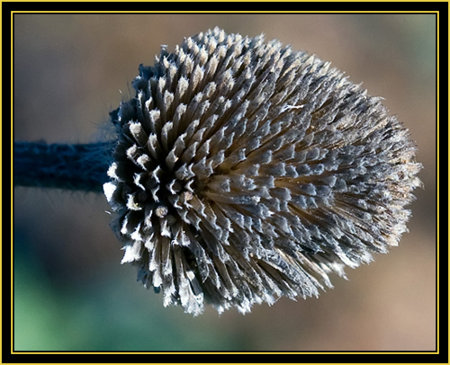 Plant Head - Wichita Mountains Wildlife Refuge