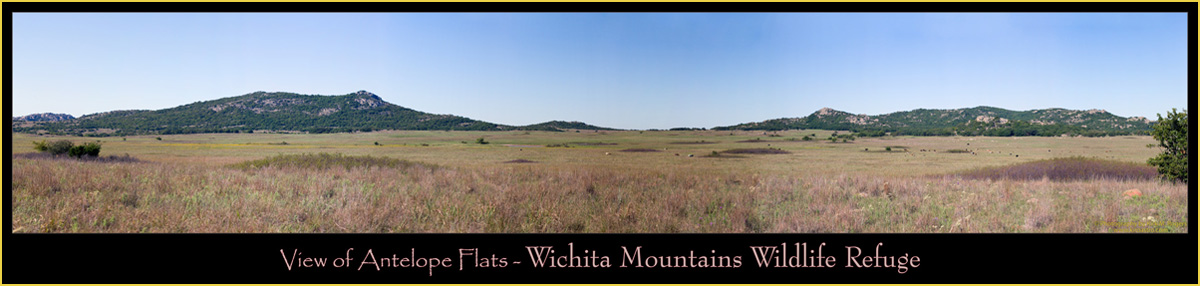 Panoramic view of Antelope Flats with American Bison & Texas Longhorns grazing - Wichita Mountains Wildlife Refuge