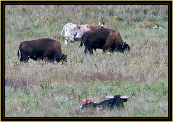American Bison & Texas Longhorns on Antelope Flats - Wichita Mountains Wildlife Refuge