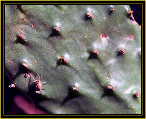 Spider on Cactus - Wichita Mountains Wildlife Refuge