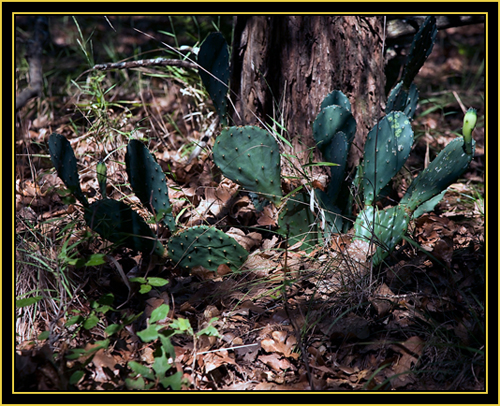 Cactus in the Woods - Wichita Mountains Wildlife Refuge