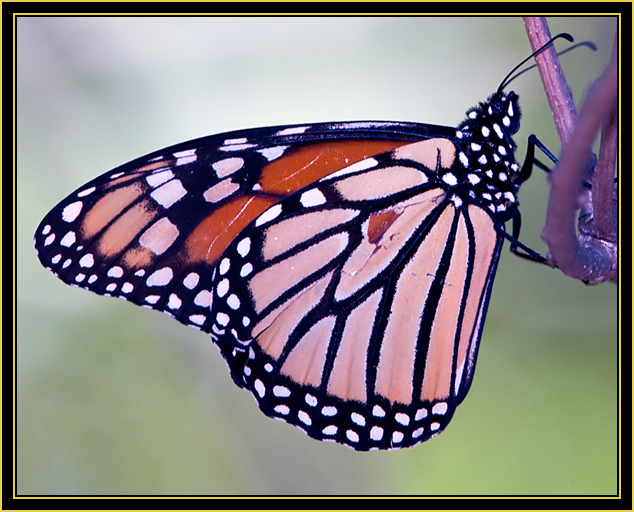 Monarch Butterfly (Danaus plexippus) - Wichita Mountains Wildlife Refuge
