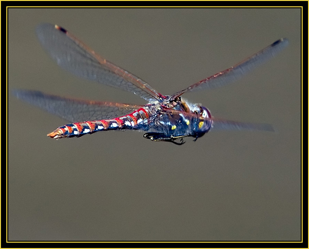 Variegated Meadowhawk (Sympetrum corruptum) in Flight - Wichita Mountains Wildlife Refuge