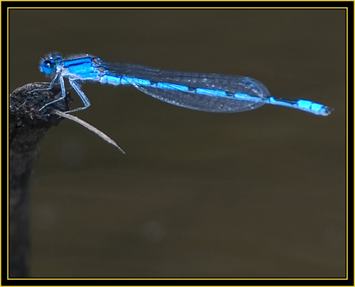 Familiar Bluet (Enallagma civile) - Wichita Mountains Wildlife Refuge