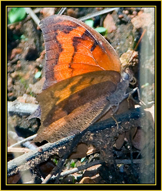 Goatweed Leafwing (Anaea andria), female - Wichita Mountains Wildlife Refuge