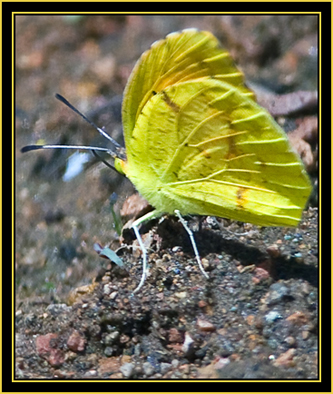 Butterfly in the Sulphur family - Wichita Mountains Wildlife Refuge