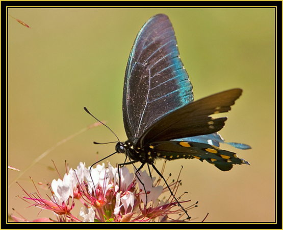 Red-Spotted Purple (Limenitis arthemis) - Wichita Mountains Wildlife Refuge