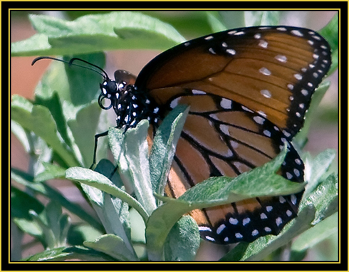 Monarch (Danaus plexippus) - Wichita Mountains Wildlife Refuge