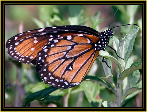 Monarch (Danaus plexippus) - Wichita Mountains Wildlife Refuge