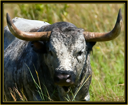 Texas Longhorn Bull - Wichita Mountains Wildlife Refuge
