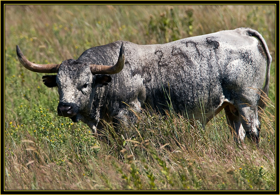 Texas Longhorn - Wichita Mountains Wildlife Refuge