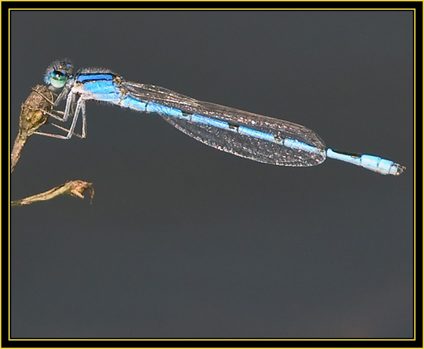 Familiar Bluet (Enallagma civile) - Wichita Mountains Wildlife Refuge