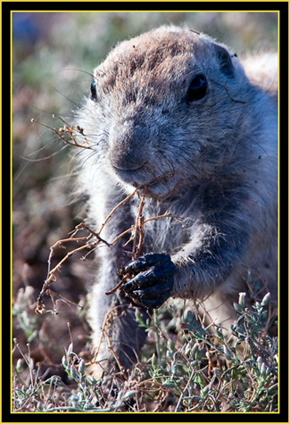 Black-tailed Prairie Dog - Wichita Mountains Wildlife Refuge