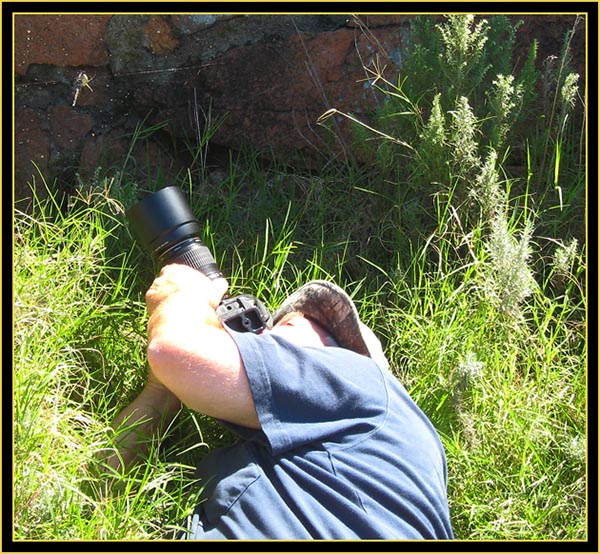 Macro Shooting, Banded Garden Spider (Argiope trifascita) at Jed Johnson Lake - Wichita Mountains Wildlife Refuge