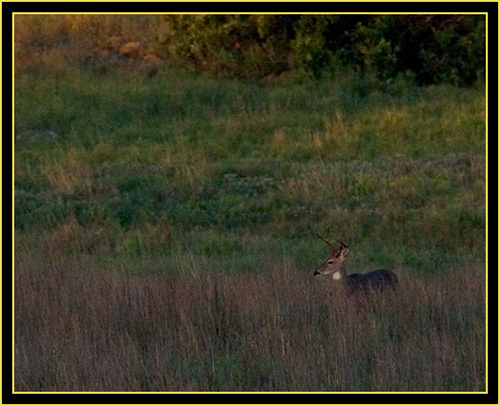 Buck White-tailed Deer - Wichita Mountains Wildlife Refuge