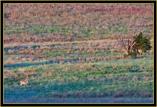 White-tailed Deer Watching - Wichita Mountains Wildlife Refuge
