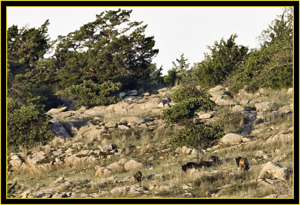 Wild Hogs & Elk Foraging - Wichita Mountains Wildlife Refuge
