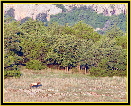 Rocky Mountain Elk - Wichita Mountains Wildlife Refuge