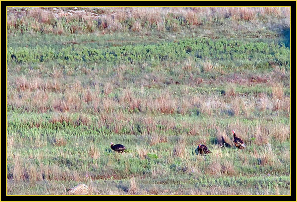 Wild Turkey Group - Wichita Mountains Wildlife Refuge