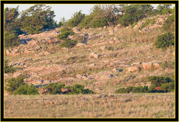 Pair of Rocky Mountain Elk - Wichita Mountains Wildlife Refuge