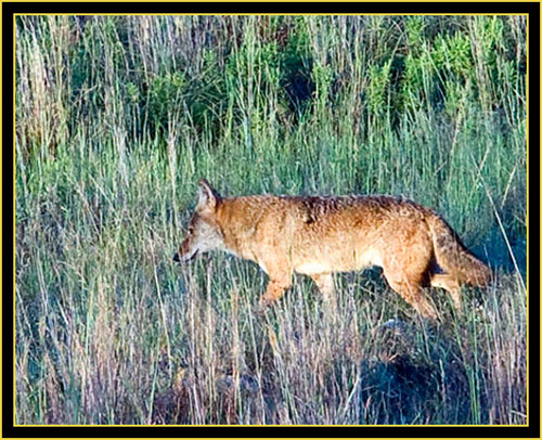 Coyote Morning - Wichita Mountains Wildlife Refuge