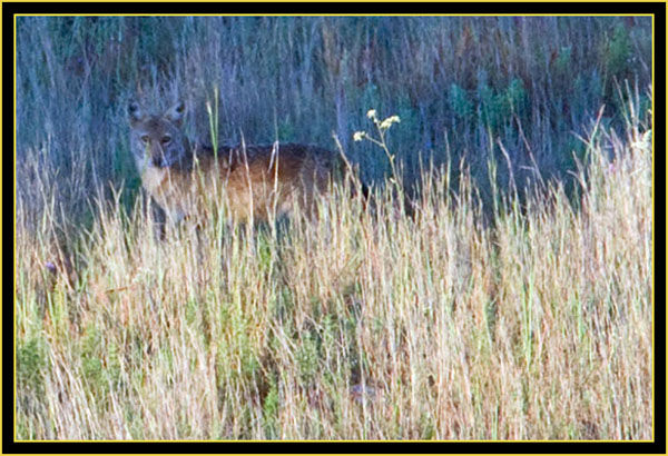 Coyote Turning to Check us Out - Wichita Mountains Wildlife Refuge