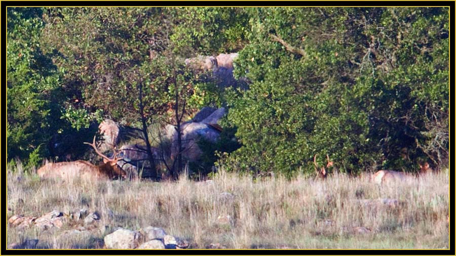 Elk on the Tree Line - Wichita Mountains Wildlife Refuge