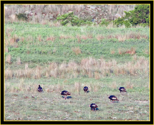 Wild Turkeys Foraging - Wichita Mountains Wildlife Refuge