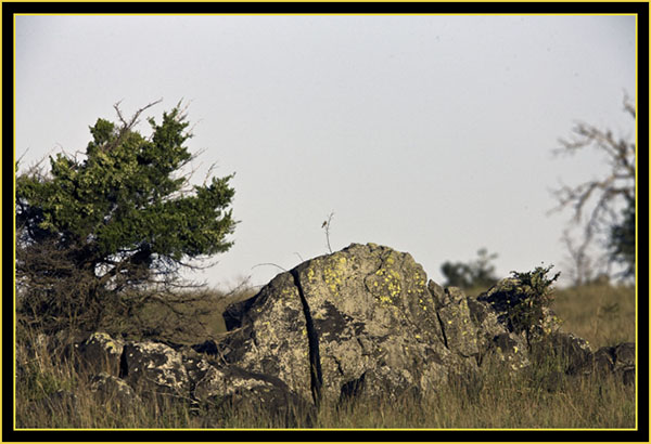 View into the Prairie - Wichita Mountains Wildlife Refuge