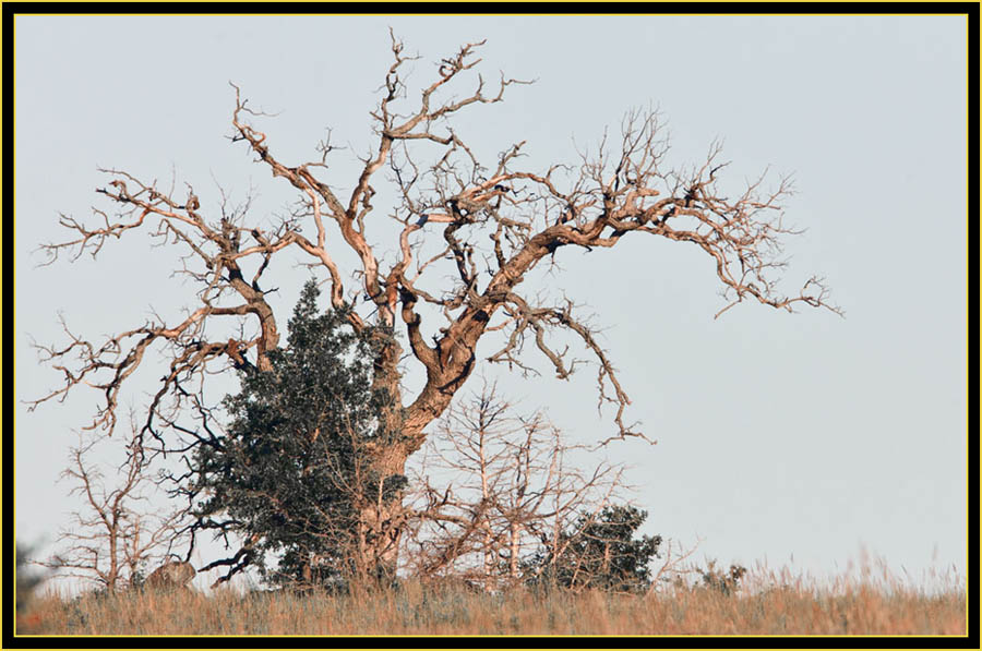 Tree in the Wichita Mountains Wildlife Refuge