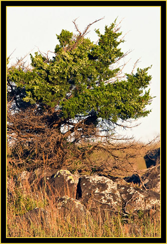 Tree in the Wichita Mountains Wildlife Refuge