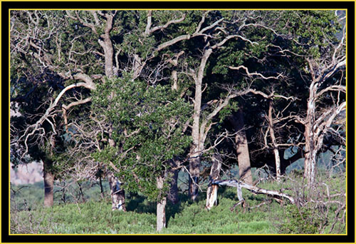 Trees in the Wichita Mountains Wildlife Refuge