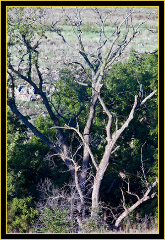 Tree in the Wichita Mountains Wildlife Refuge