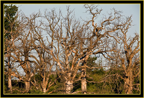 Trees in the Wichita Mountains Wildlife Refuge