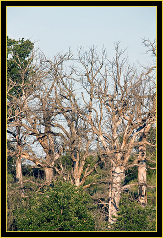Trees in the Wichita Mountains Wildlife Refuge