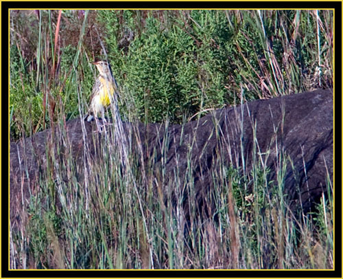 Eastern Meadowlark on the Ledge - Wichita Mountains Wildlife Refuge