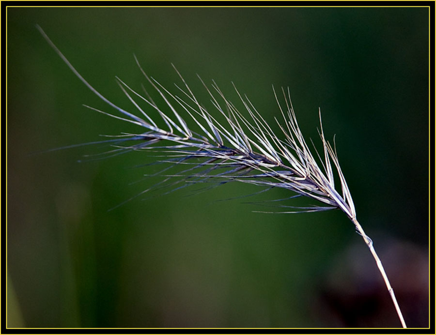 Plant in the Grassland - Wichita Mountains Wildlife Refuge