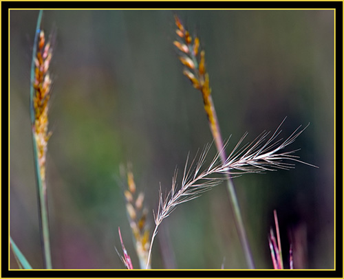 Plant in the Grassland - Wichita Mountains Wildlife Refuge