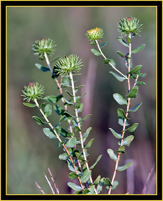 Plant in the Grassland - Wichita Mountains Wildlife Refuge
