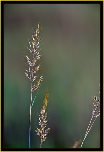 Plant in the Grassland - Wichita Mountains Wildlife Refuge