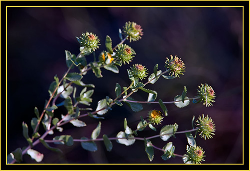 Plant in the Grassland - Wichita Mountains Wildlife Refuge