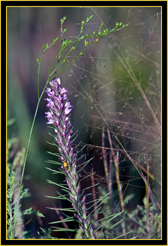 Plant in the Grassland - Wichita Mountains Wildlife Refuge