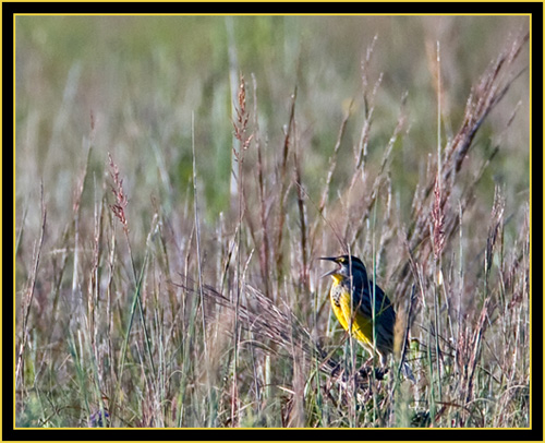 Eastern Meadowlark Singing in the Grassland - Wichita Mountains Wildlife Refuge