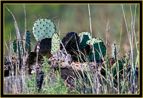 Prickly-pear Catus - Wichita Mountains Wildlife Refuge